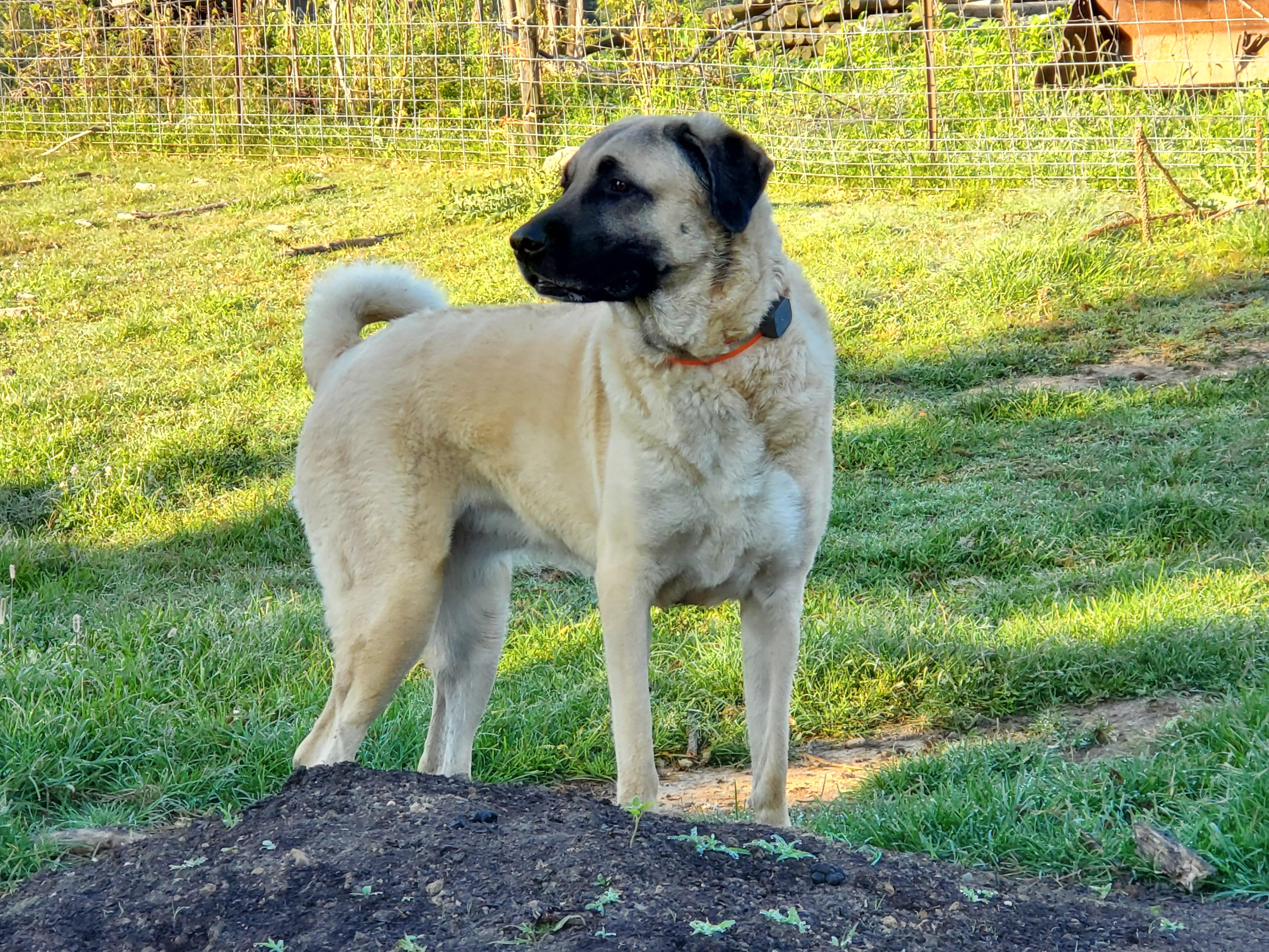 Sunburst Kennel and Shadowriver Farm in Indiana | Kangal puppies | Good Dog, image size:4032x3024