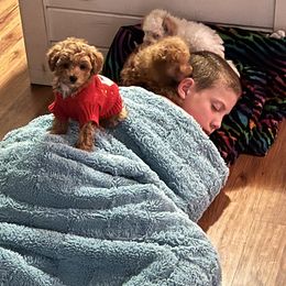 Goldendoodle and Poodle Puppies from Krispydoodle