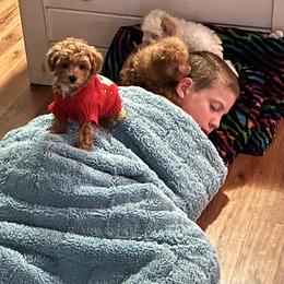 Goldendoodle and Poodle Puppies from Krispydoodle