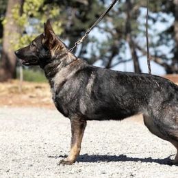Barret - German Shepherd