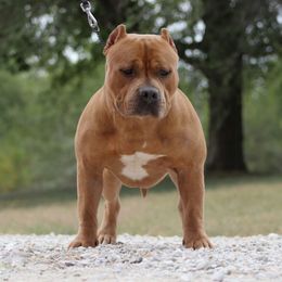 Arson - American Bully