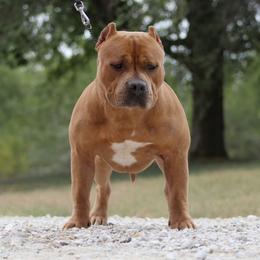 Arson - American Bully