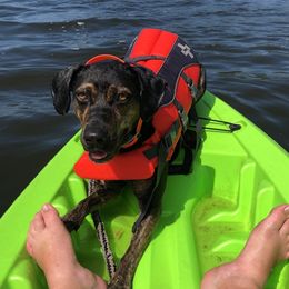 Stormy - Catahoula Leopard Dog