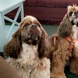 Cocker Spaniels from AK Another Shot Kennel