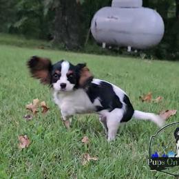 Cavalier King Charles Spaniel and Companion Cross Puppies from Pups on the Ridge