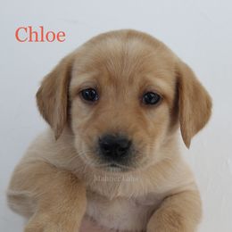 2nd pick Yellow - Yellow female Labrador Retriever puppy in Tomahawk, Wisconsin from Mahner Labs
