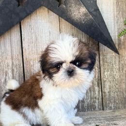 Jessie - Gold and white female Shih Tzu puppy in Morrisville, Missouri from Sweetbriar Shih Tzu