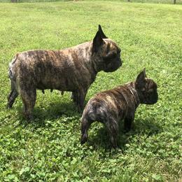 English Toy Spaniels and French Bulldogs from Renaissance French Bulldogs and English Toy Spaniels