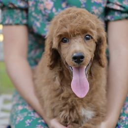 Jo - Red  female Poodle puppy in Grimsley, Tennessee from Above Standard Poodles