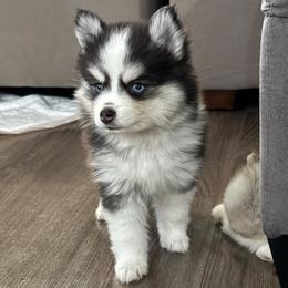 Bubbles - Black and white female Pomsky puppy in West Sacramento, California from Pinkie's Pomskies