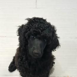 Orange - Black female Poodle puppy in Big Rapids, Michigan from Meeker's Ridge Standard Poodles