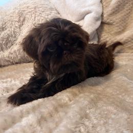 Chaco - Liver male Shih Tzu puppy in Tennessee from Cutshall Babies