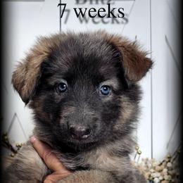 Blitz - Blue female German Shepherd puppy in Sequim, Washington from German Shepherd Haus
