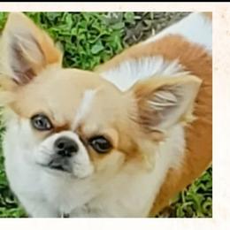 Fatty - Sable spotted white female Chihuahua puppy in Richmond, Virginia from Breens