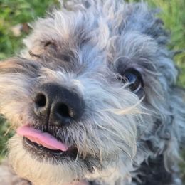 Brewen - Merle male Maltipoo puppy in Lebanon, Kentucky from Mosaic Merle Doodles