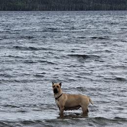 Cane Corso from Diamond Ridge Cane Corsos