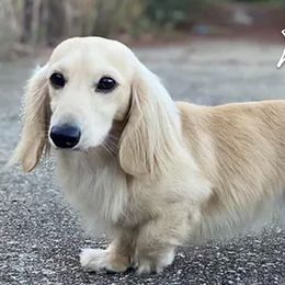 Altair - Dachshund