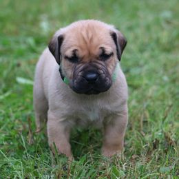 Boerboel Puppies from Northland Boerboels