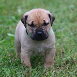 Boerboel Puppies from Northland Boerboels