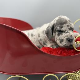 Angel - Merle female Great Dane puppy in Grand Junction, Colorado from Top Brackett Danes