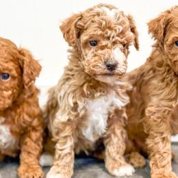 Boy 1 - Apricot male Goldendoodle puppy in Montrose, Michigan from Livy’s Doodles