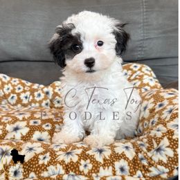 Silver and White Parti Boy - Parti male Poodle puppy in Providence Village, Texas from C & C Texas Toy Poodles