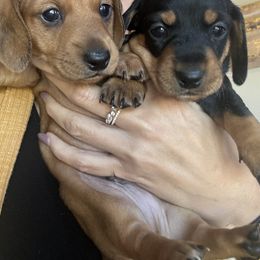 Dachshund Puppies from Danielle Jensen