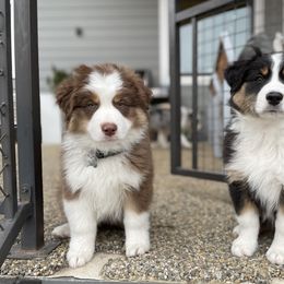 Australian Shepherd Puppies from Country Court Aussies