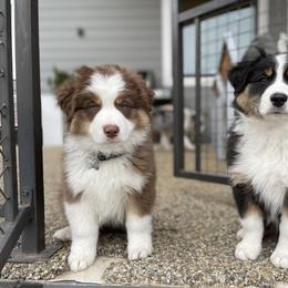 Australian Shepherd Puppies from Country Court Aussies