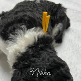 Poodle Puppies from DH Poodles
