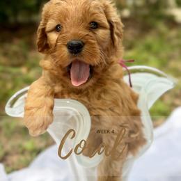 Goldendoodle Puppies from Ruby Pupper Doodles