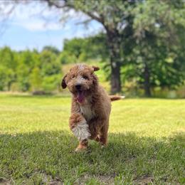 Denton - Apricot male Goldendoodle puppy in Pittsburg, Texas from Grace Springs Goldendoodles