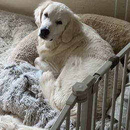 Golden Retriever All Grown Up from Vicki Wall's Golden Retrievers