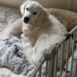 Golden Retriever All Grown Up from Vicki Wall's Golden Retrievers