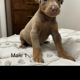 Male 1 - Fawn (isabella) and rust male Doberman Pinscher puppy in Ludowici, Georgia from Royal Destiny Kennels