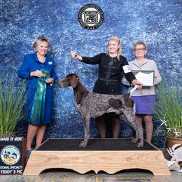 German Shorthaired Pointer All Grown Up from Halestorm Kennel