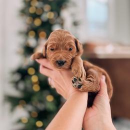 Serendipity - Red  female Goldendoodle puppy in Cookeville, Tennessee from Gravelle Family Farm