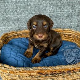 Alexandrite - Phantom female Goldendoodle puppy in Chattanooga, Tennessee from Hilltop Cuddle Pups
