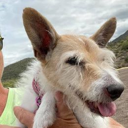 Parson Russell Terriers from Dawn's Parson Russell Terriers