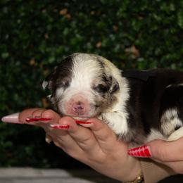 Finn - Blue merle male Australian Shepherd puppy in Placerville, California from BFF Aussies