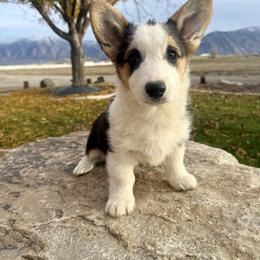 Miniature Australian Shepherd, Pembroke Welsh Corgi, and Toy Australian Shepherd Puppies from Spring Creek Aussies + Corgis