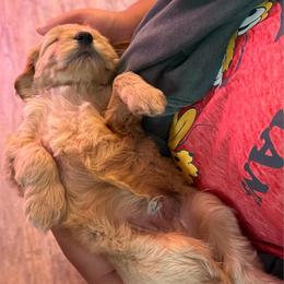 Blue - Apricot male Goldendoodle puppy in Indianapolis, Indiana from ZuGolden Retrievers & Doodles