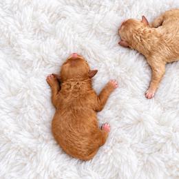 Boy 1 - Red  male Poodle puppy in Atlanta, Georgia from ATLANTA POODLE BREEDER (AKC)
