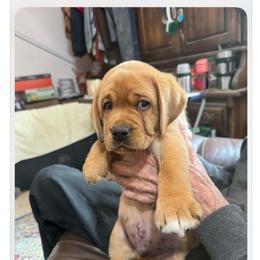 Boy 5 white collar boy - Yellow male Labrador Retriever puppy in Littlefield, Arizona from Susan Burkey
