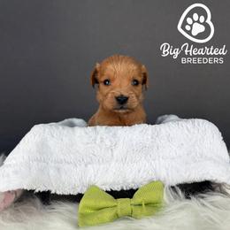 Gator - Red  male Goldendoodle puppy in Utah County, Utah from Big Hearted Breeders