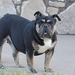 Honey - Bulldog