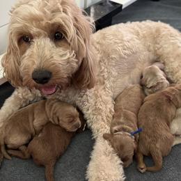 Goldendoodles from Maple Blossom Doodles