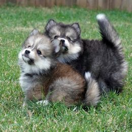 Pomsky Puppies from Acacia Pomskies