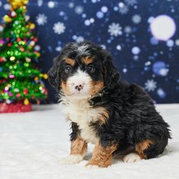 Clay - Tri-color male Bernedoodle puppy in Apple Creek, Ohio from Grandeur Valley Puppies
