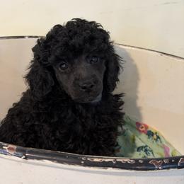 Post - Blue male Poodle puppy in Florence County, South Carolina from Modern Family Standards